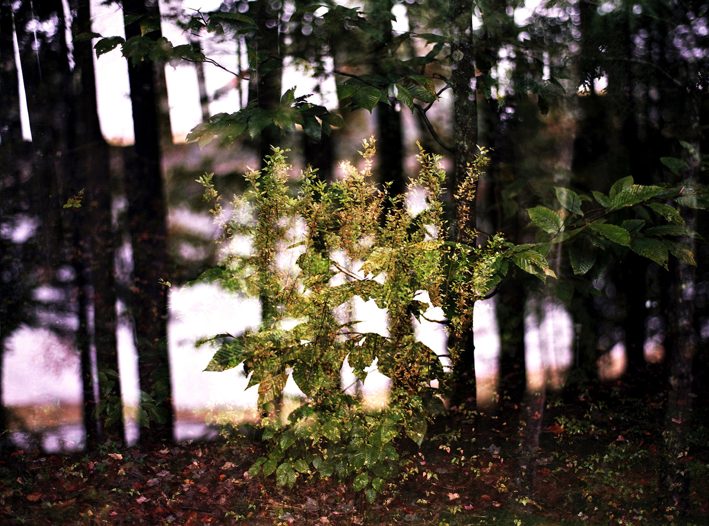 Scooby Doo Where Are You?