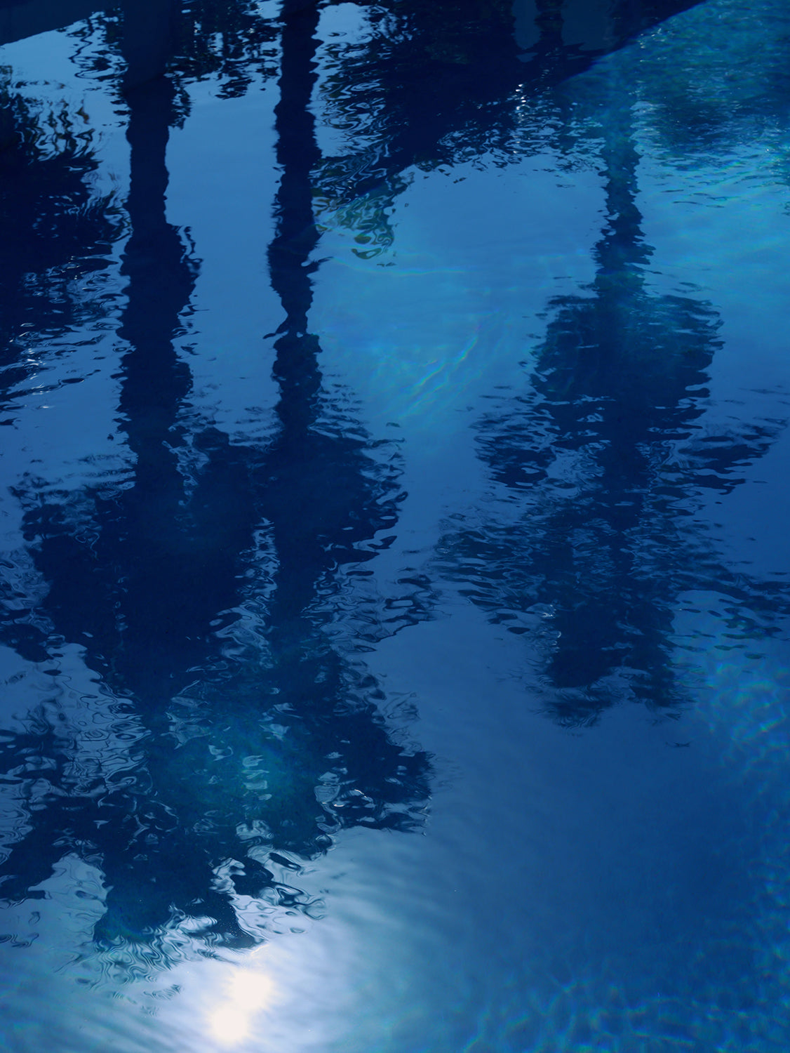 Blue Palms On Collins