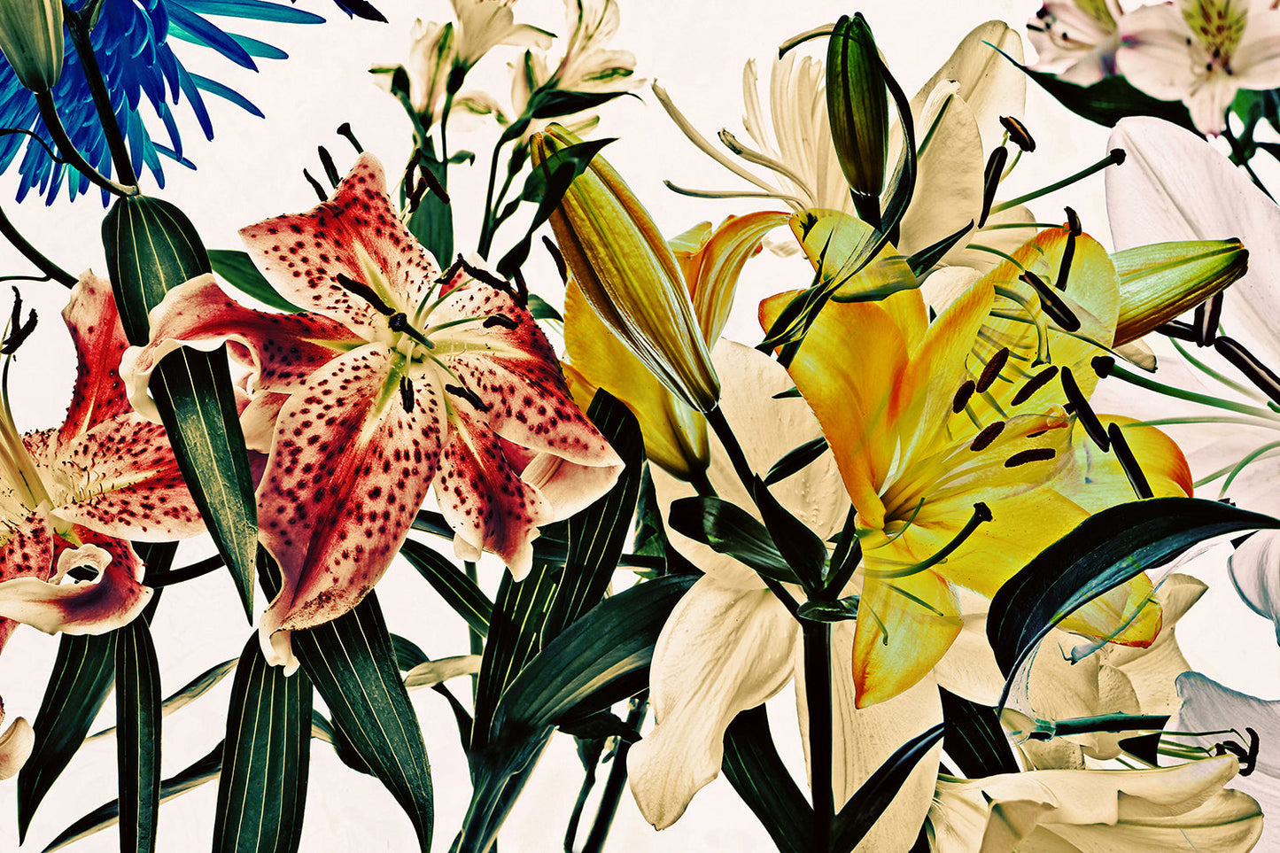 Horizontal Wild Flowers 9165.23